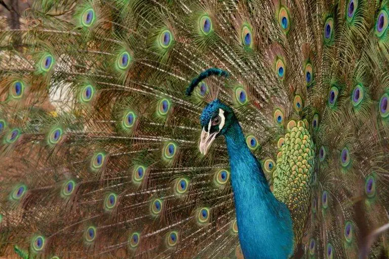 Animal Enneagram type 3