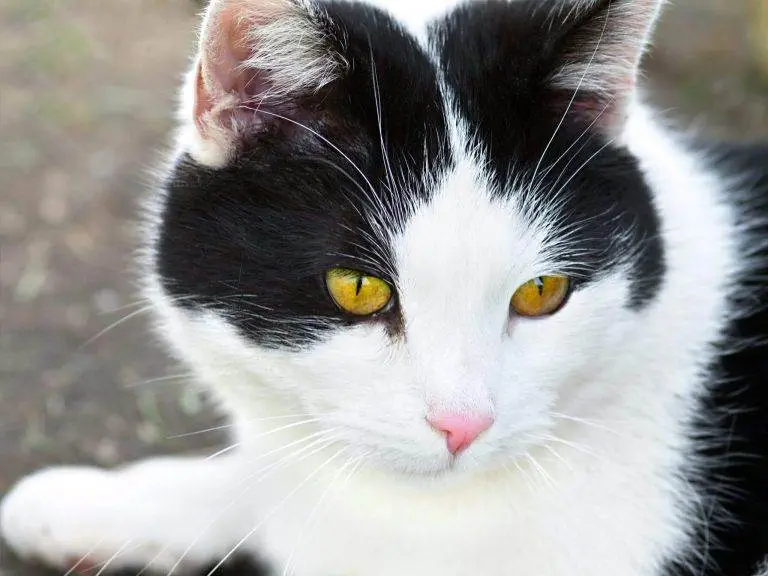 Animal Enneagram type 4
