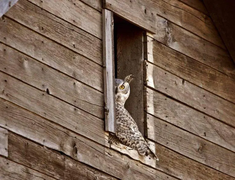 Animal Enneagram type 5