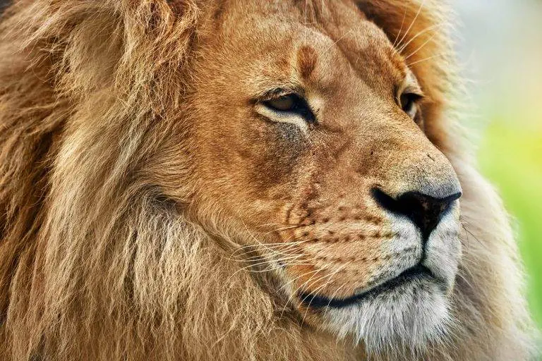 Animal Enneagram type 8